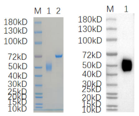 Reducing 4%-20% SDS-PAGE (CBB stained) and WB (Anti-His Mouse Mon centigradelonal antibody) analysis profiles of purified IgLON5.
1. IgLON5: 1 μg
2. BSA: 1 μg